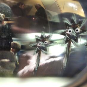 Vedo delle stelle alpine, in pianura padana.???