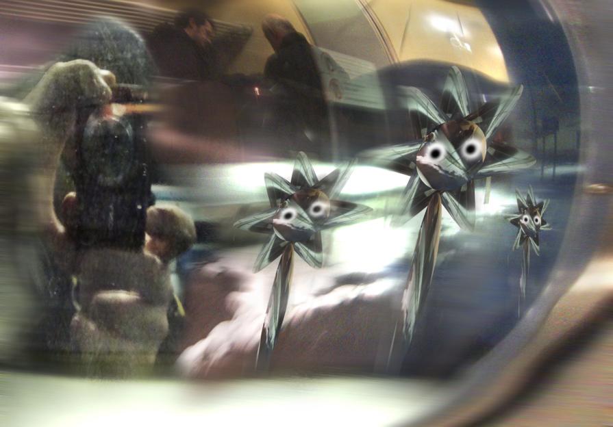 Vedo delle stelle alpine, in pianura padana.???