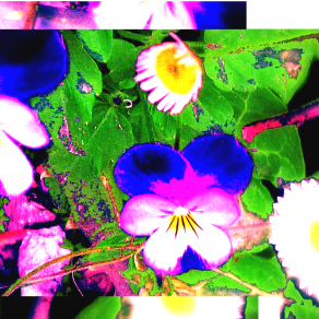 Viola tricolor (and more)