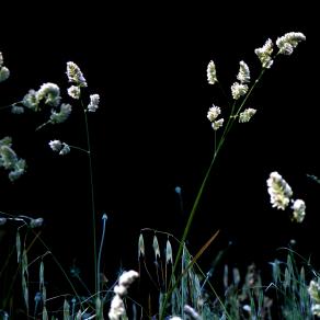 Beatifull  summer morning