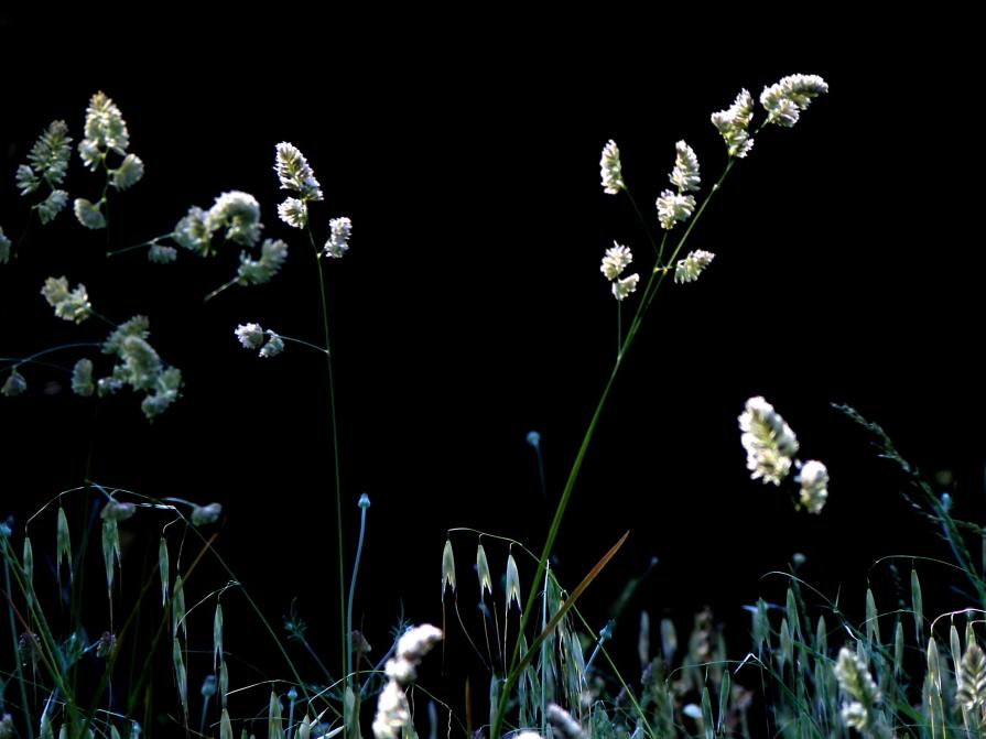 Beatifull  summer morning