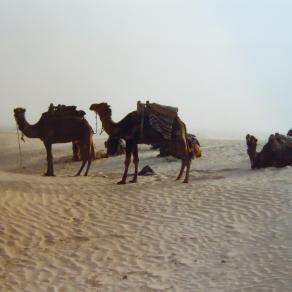 The sound of silence