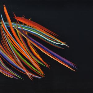 Pleurosigma al Microscopio