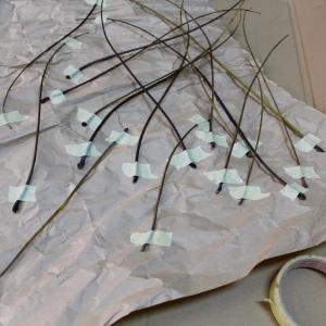 Picked up these twigs