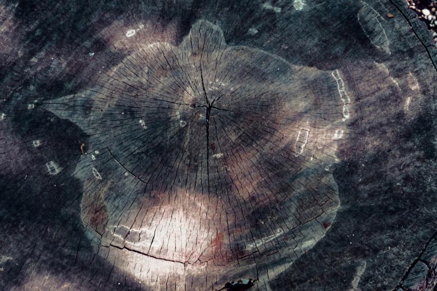 Non importa quanti anni avevo.... vivrò per sempre come voi   ( No matter how many years I had .... I will live forever like you ) 