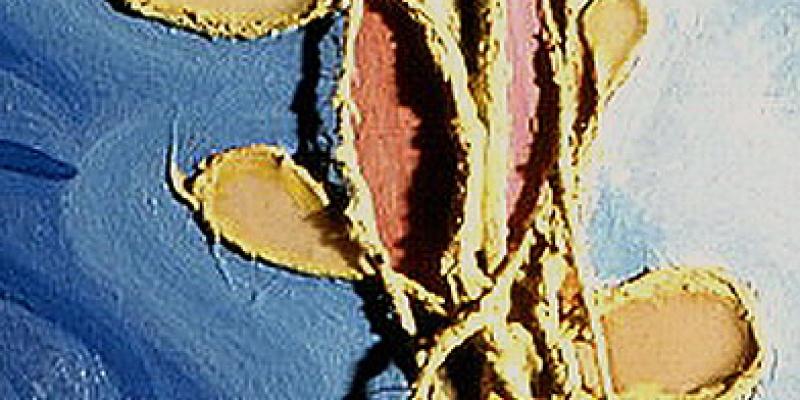 Iso VII Part ArtSacchini