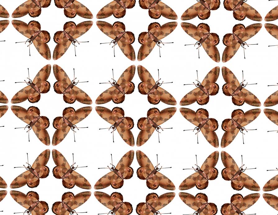 "Queer Butterflies Series" The Decorative & Cabinet of Queeriosities "Queer Butterflies Series" The Decorative & Cabinet of Queeriosities