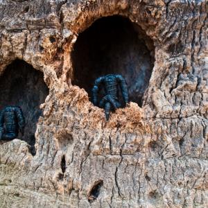 Culto acefalo Culto acefalo