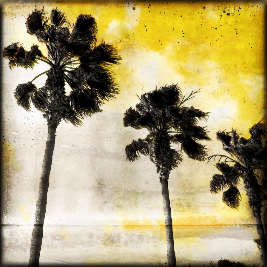 Palms n. 34