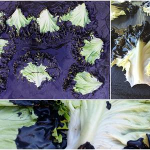 insalata romana insalata romana