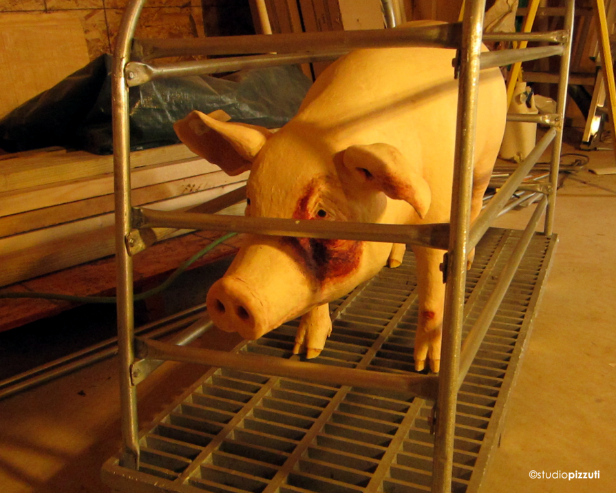 Factory Farm Pig Factory Farm Pig