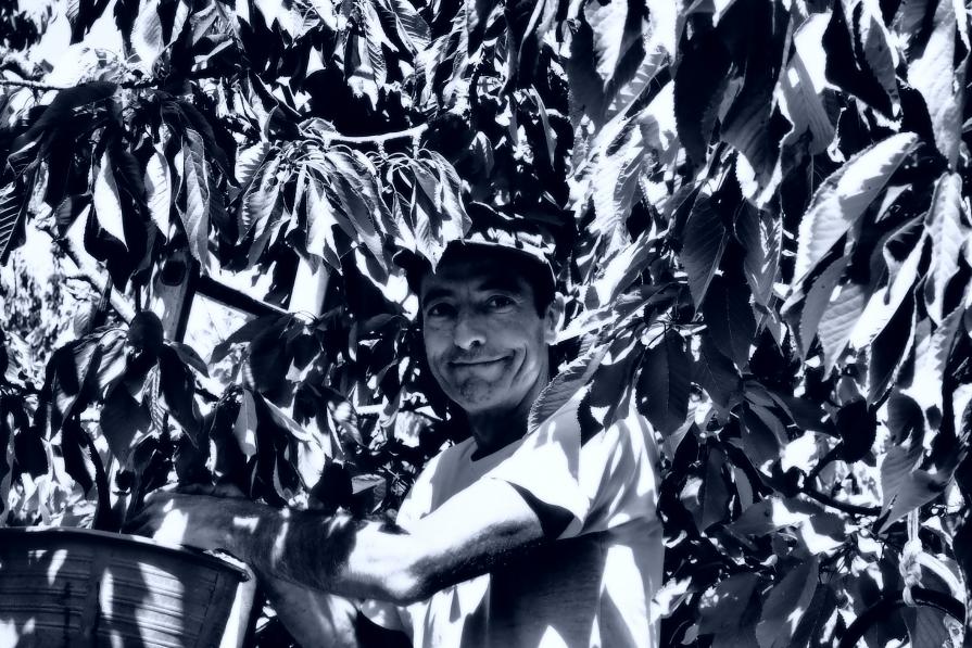 Il raccoglitore di ciliegie