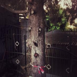 I miei amici alberi 1