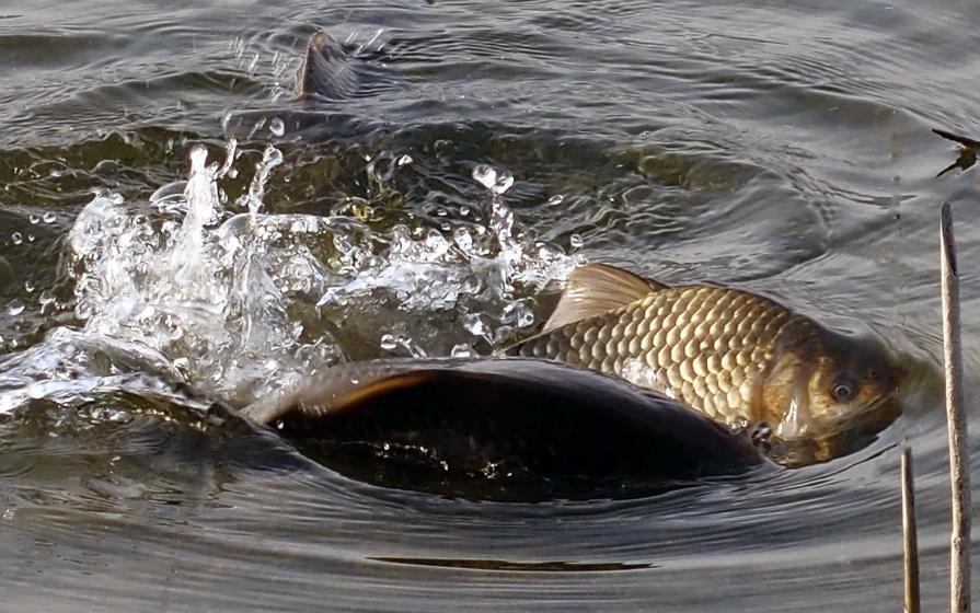  "  CREATURE  DELL'ACQUA  " 