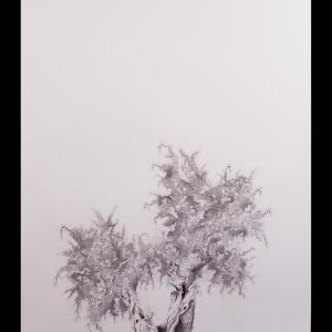 a U L I V O o f R 7 ®