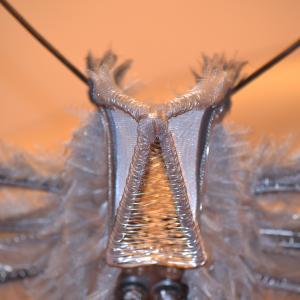 Insomnia - dettaglio