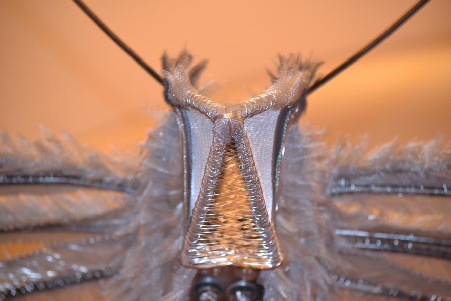 Insomnia - dettaglio