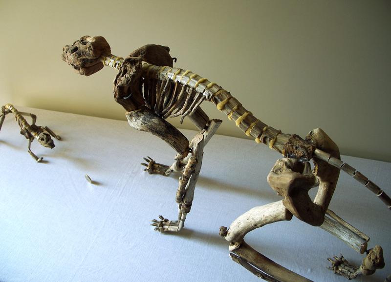 Io abito Tu abiti Egli habitat | Giovanni Longo