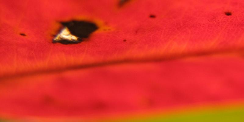 Ofer MizraChi exhibit in "lady audreys gallery" Ofer MizraChi exhibit in "lady audreys gallery"