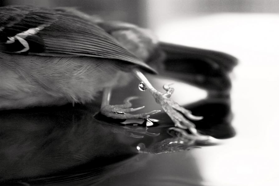 the lost bird_VIII the lost bird_VIII