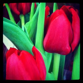 Tulips