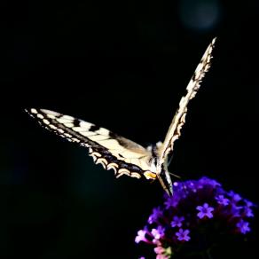 La leggerezza della semplicità 