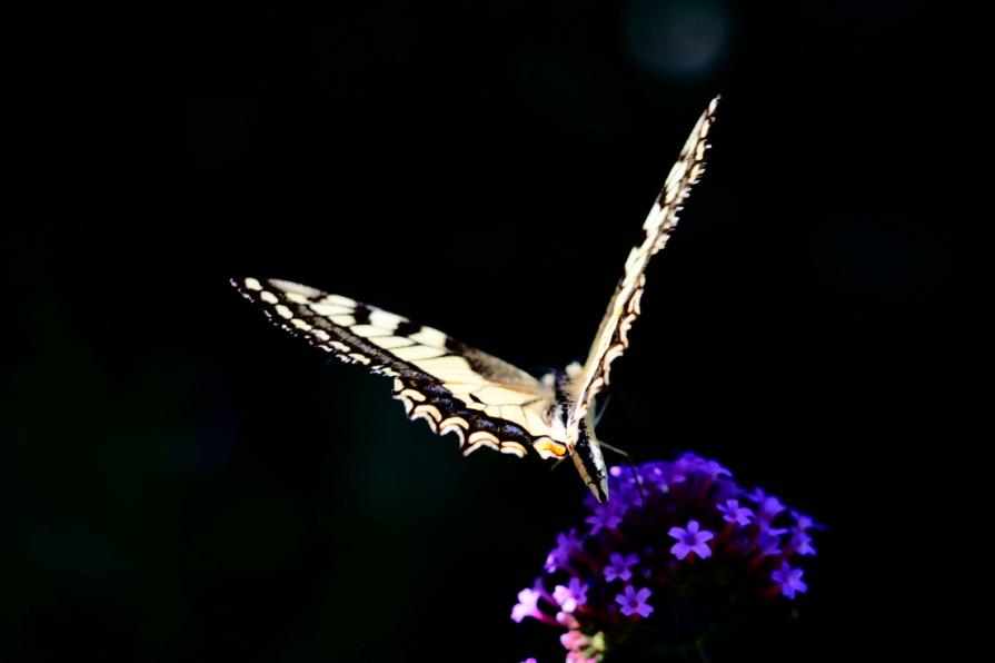 La leggerezza della semplicità 