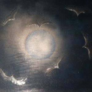 gabbiani con stecche di cucchiaini