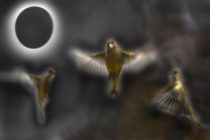 scena di ordinaria follia collettiva.