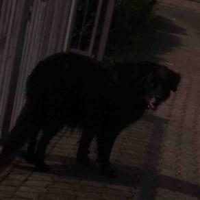 Man or Dog , Origin 1