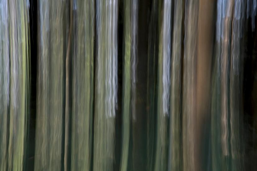 Pencil of Nature / Forest III