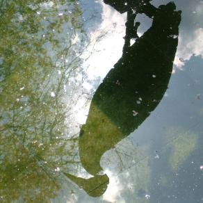 Gespiegelte Landschaft