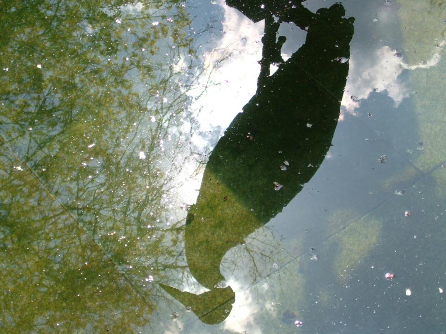 Gespiegelte Landschaft