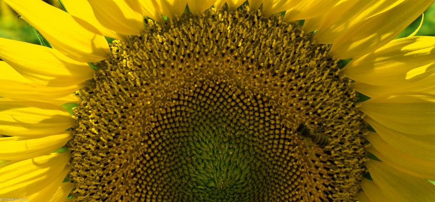 Girasole 
