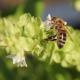 Ape su fiori di Basilicum