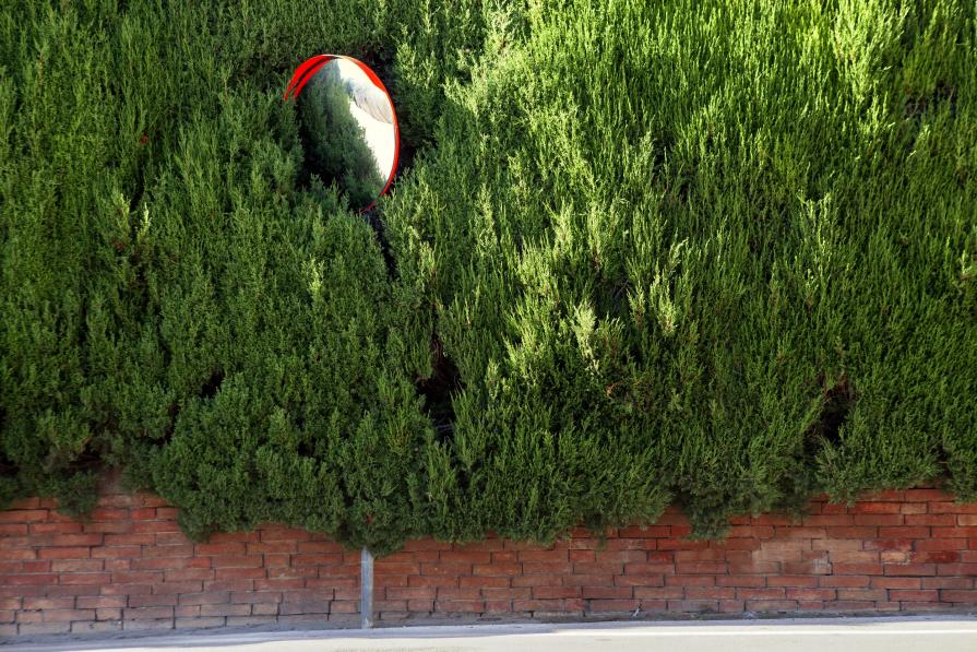 mirror or hedge