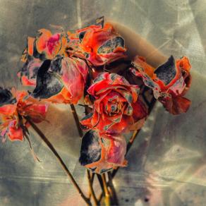 Rose appassite per anime tristi