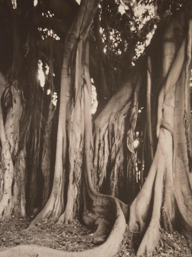 "Albero-Palermo Ottobre 2014"