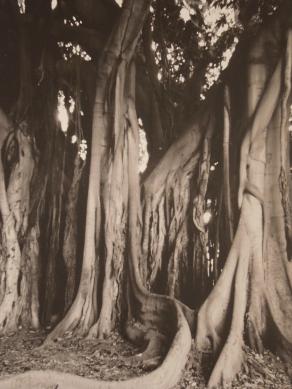 "Albero-Palermo Ottobre 2014"