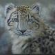 Snowleopard Snowleopard