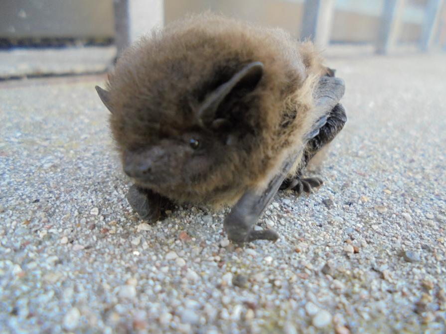 il mio amico notturno