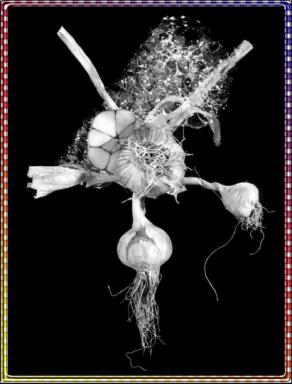 Mercato Virtuale - Aglio