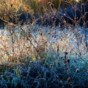 Una fredda mattina   - A cold morning - 