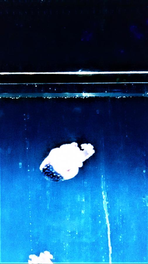 STATO DI SBADIGLIO PERMANENTE