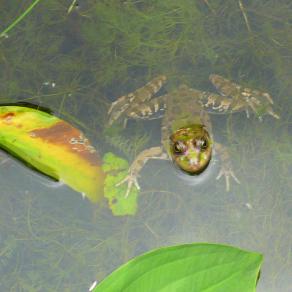 Le prince charmant !