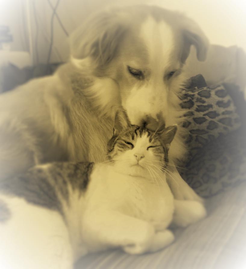 amore...oltre ogni limite ....