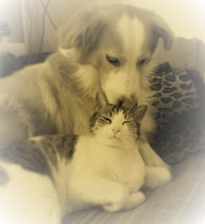 amore...oltre ogni limite ....