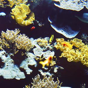 From the series "Edifying Thoughts of a Tobacco Smoker"