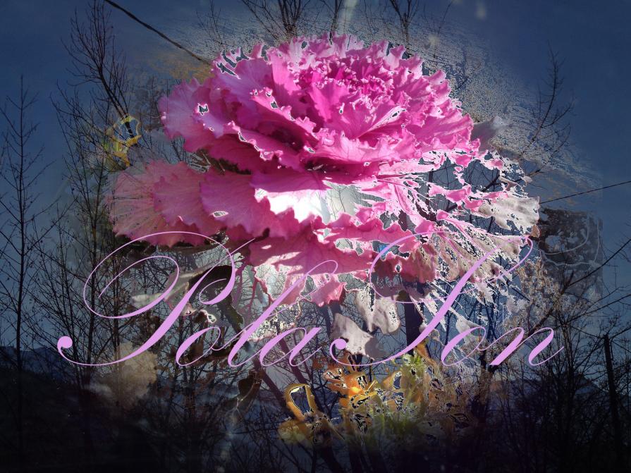 Un cavolo al tramonto