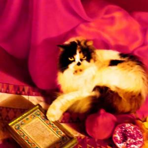 TRA REALISMO E IPERREALISMO al CLUB LA MERIDIANA DI MODENA TRA REALISMO E IPERREALISMO al CLUB LA MERIDIANA DI MODENA